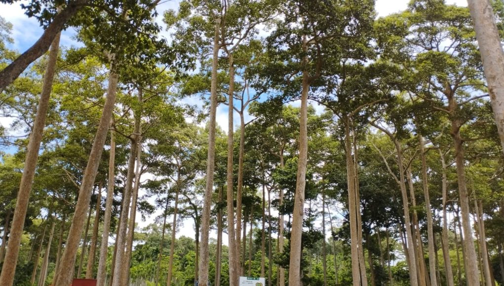 TREES