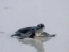 As Species Decline, Green Turtles Offer Glimmer of Hope