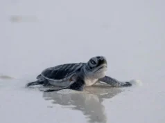 As Species Decline, Green Turtles Offer Glimmer of Hope