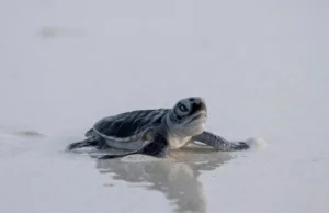 As Species Decline, Green Turtles Offer Glimmer of Hope