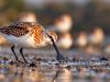 The Mudflats of Sonadia: The Avian Symphony and Our Collective Duty
