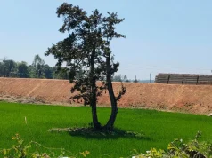 Cancelling Leases, Reclaiming Forestland Key to Restoring Chakaria Sundarbans