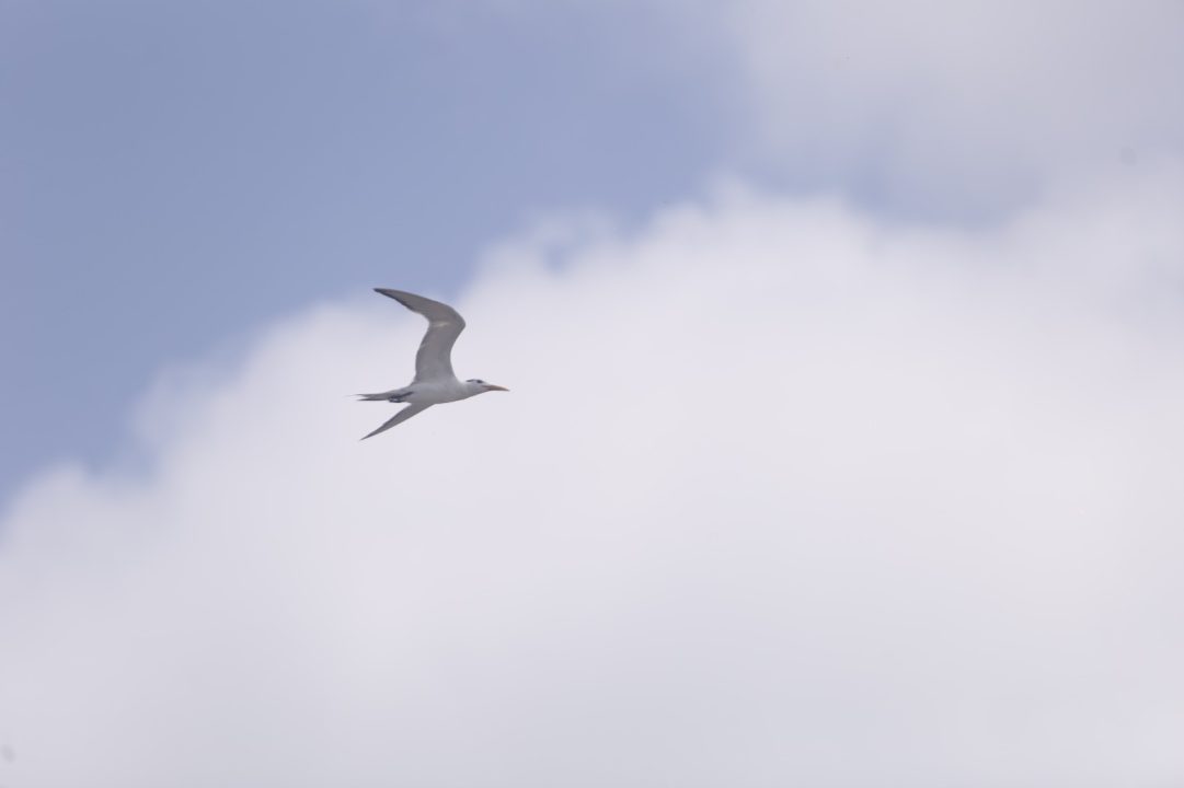 birds 4