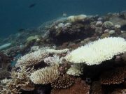 Nearly All Coral Reefs Risk Collapse in 50 Years: IUCN