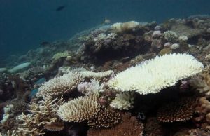 Nearly All Coral Reefs Risk Collapse in 50 Years: IUCN