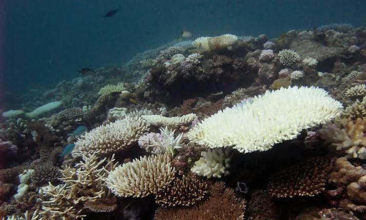 Nearly All Coral Reefs Risk Collapse in 50 Years: IUCN